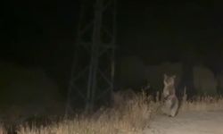 Araçtakiler donup kaldı: Ayıların sinirli anları kamerada
