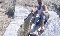 Manisa’da oltaya takılan dev balık herkesi şoke etti
