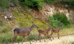 Doğanın kalbinde kızıl geyik ailesi fotokapana böyle takıldı