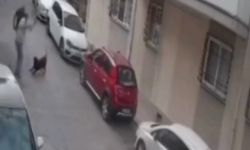 İzmir'de korkunç anlar: Köpeğe kemerle saldırdı