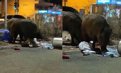 Balçova’da yaban domuzları cadde ve sokakları bastı!