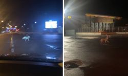 Çevreyolunda korku anları: Araçların önüne kurtlar çıktı!