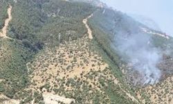 Yangın alarmı: Manisa’da orman alevlere teslim oldu