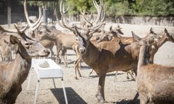 İzmir'de yaralı bulunan kızıl geyik Paşa sürüsüne kavuştu