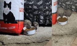 Kediler için bırakılan mama kirpiler tarafından paylaşıldı!