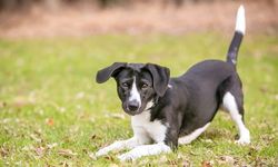 Köpeğinizin gerinme hareketi aslında ne anlama geliyor?