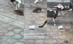 İzmir’deki bu görüntü viral oldu: Esnafın yorumu izleyenleri gülümsetti