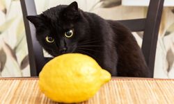 Kediler neden limon ve portakal kokusundan kaçar?
