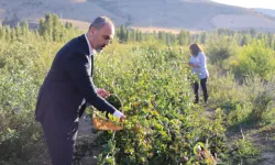 Çiftçiler aronya üretimi için sıraya girdi: Geliri dikkat çekiyor