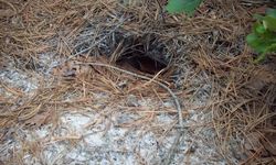 Bahçenizde gizli yılan deliği olabilir! Bu işaretleri kaçırmayın