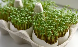 Ne maydanoz ne marul! Bu yeşillik ‘Dünyanın En Sağlıklısı’ seçildi