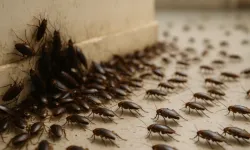 Bu hatalar hamam böceklerini davet ediyor