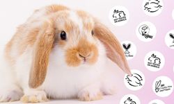 Cruelty-Free ürünleri seçerken nelere dikkat etmelisiniz? Adım adım rehber
