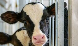 Deli Dana alarmı! İşte belirtileri ve bulaşma yolları