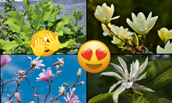 Göreni büyüleyen 12 manolya türü: İşte bakım tüyoları!