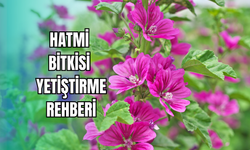 Hatmi bitkisi nasıl yetiştirilir? Bakım ve çiçek açma rehberi