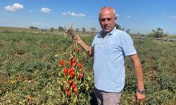 İngiltere’de fast food zinciri kurdu, kazancını tarlaya yatırdı!