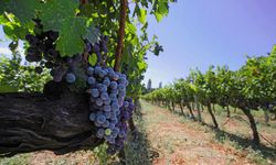 İzmir, Iter Vitis üyeliğiyle Avrupa’nın üzüm yoluna katıldı