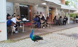 İzmir’de tasarım öğrencileri hayvan refahı için buluştu