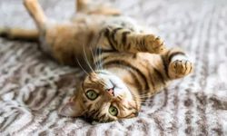 Kediler neden sahiplerini tuvalete kadar takip ediyor? Uzmanlar açıkladı