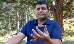 Mantar toplarken göktaşı buldu! Binlerce dolar kazanabilir