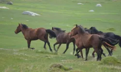 Ne Şirince, ne de Alaçatı; İzmir’in saklı cennetinde sonbaharın tadını çıkarın