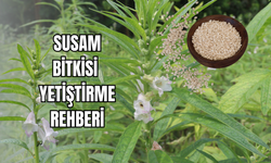 Susam bitkisi nasıl yetiştirilir? Adım adım bakım rehberi