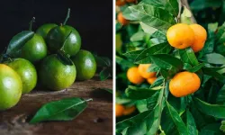 Turuncu mandalina dönemi bitti: Tezgahlar yeşile döndü, peki neden?