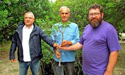 Arazisizlikten binlerce sakız fidanı toprakla buluşamıyor