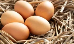 Yumurtadan sıkılanlara müjde! İşte protein dolu 6 sağlıklı alternatif