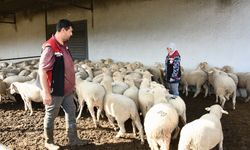 Aliağa’da üreticilere büyük destek! 210 koyun dağıtıldı