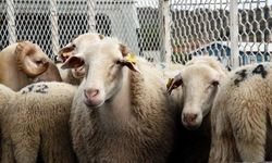 Kamuya 9 günlük Kurban Bayramı tatili: Cuma akşamı başlıyor