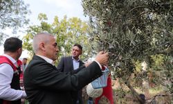 Aliağa’da zeytin hasadı başladı: Güvenlik önlemleri artırıldı