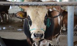 Uzmanlardan kritik uyarı: ‘Deli Dana’ alarmı!