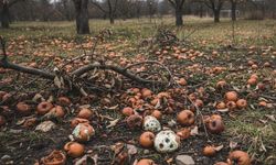 Bahçenizdeki çürük elmalar düşündüğünüzden daha tehlikeli!