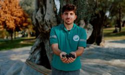 Balçova’da zeytin bereketi halkın sofrasına dönüyor