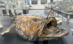 Balık Sevdası İzmir’de müzeleşti