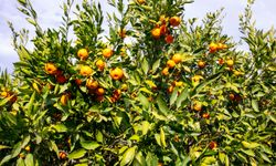 Belediye harekete geçti, halk sevindi!