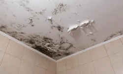 Evde rutubete karşı en çok tercih edilen bitki belli oldu!