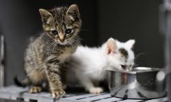 Can dostlar için büyük adım: Buca’da 3 bin 54 kedi kısırlaştırıldı