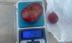 Dev üzüm tanesi görenleri şaşkına çevirdi