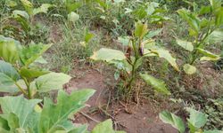 Efes Tarlası’ndan çıkan tohumlar umut oluyor!