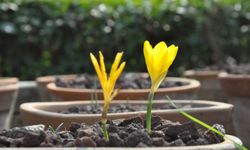 Ege Üniversitesi Botanik Bahçesi şaşırtıyor!