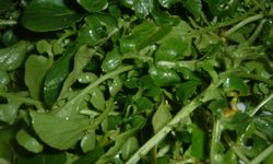 En sağlıklı sebze belli oldu: Ispanak ve brokoliyi geride bıraktı!