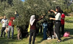 Engelli yurttaşlar ve yakınları zeytin hasadında buluştu