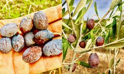 Karaburun’da kendiliğinden olgunlaşan Furma Zeytini hasadı başladı