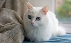 Evcil hayvan sahipleri acele edin: Son tarih 31 Aralık 2025!