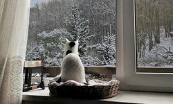 Evcil hayvanlarda soğuk hava hastalıklarına dikkat!