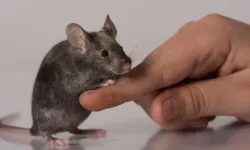 Farelerden korunmanın en doğal yolu! Uzmanlar bu bitkiyi öneriyor