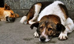 Flaş karar: İstanbul'da sokak köpeklerini beslemek yasaklandı!